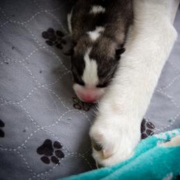 Siberian Husky Puppies from Ivie Huskies