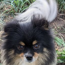 Tapioca - Pomeranian