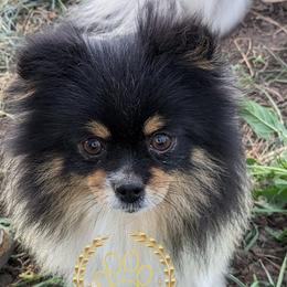 Tapioca - Pomeranian