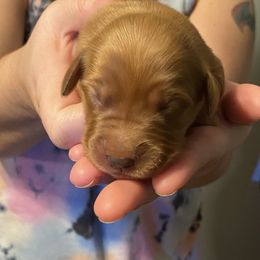 Golden Retriever Puppies from 13 GORGEOUS Goldens