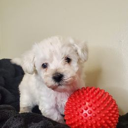Boy 2 - Schnoodle puppy in Leitchfield, Kentucky from Eveleigh Acres Puppies
