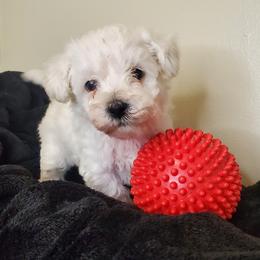 Boy 2 - Schnoodle puppy in Leitchfield, Kentucky from Eveleigh Acres Puppies
