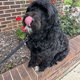 Fallout - Portuguese Water Dog