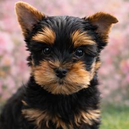 Sophia Rose - Black and tan female Yorkshire Terrier puppy in San Diego, California from Chasing Rainbows Yorkies