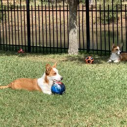 Cardigan Welsh Corgi Puppies from Penfro Corgis