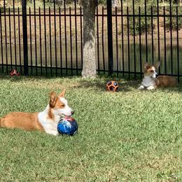 Cardigan Welsh Corgi Puppies from Penfro Corgis