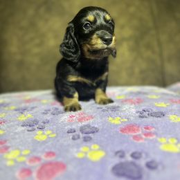 Dachshund Puppies from JBDKennel
