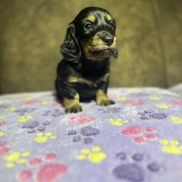 Dachshund Puppies from JBDKennel
