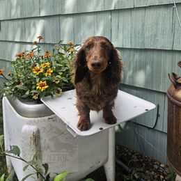 Woody - Dachshund