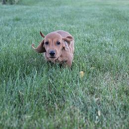 Boy 5 - Red male Dachshund puppy in Craig, Colorado from Rocky Mountain Shih Tzus and Dry Creek Miniature Dachshunds