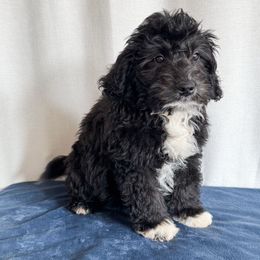 Rodeo - Black and white male Aussiedoodle puppy in Shiocton, Wisconsin from White Star Acres