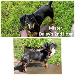 Dachshund and Doberman Pinscher Puppies from Living Hope Dobies and Doxies