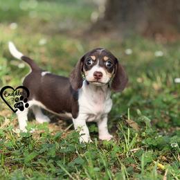 Molly (SHORTHAIR) - Chocolate and cream female Dachshund puppy in Nashville, Arkansas from Cuddles n Curls
