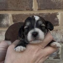 Milky Way - Grizzle and white female Sheepadoodle puppy in Cartersville, Georgia from Simply Blessed Doodles