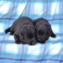 2nd Pick Female - Black female German Shepherd puppy in Elkmont, Alabama from Oakmont Shepherds