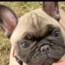Boy 3 - Fawn French Bulldog puppy in La Center, Washington from Frenchies & Labs