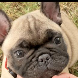 Boy 3 - Fawn French Bulldog puppy in La Center, Washington from Frenchies & Labs