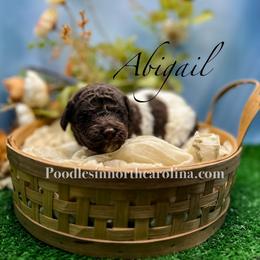 Abigail - Parti female Poodle puppy in Greenville, North Carolina from Grace Poodles