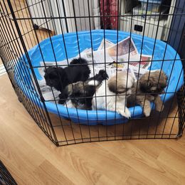 Shichon Puppies from Tri-County Kennels