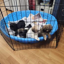 Shichon Puppies from Tri-County Kennels