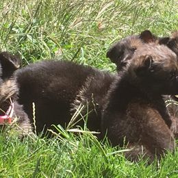 German Shepherd Puppies from Hacker Haus GSDs