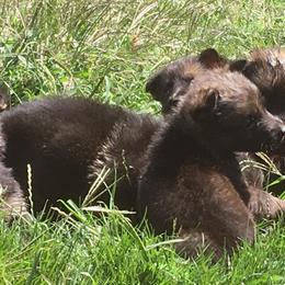 German Shepherd Puppies from Hacker Haus GSDs