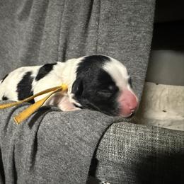Yellow - Parti female Miniature Schnauzer puppy in Tacoma, Washington from AKC Nordwest Schnauzers