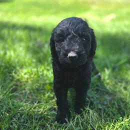 Coco - Black female Labradoodle puppy in Clinton, Ohio from P&L Doodles