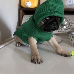 French Bulldog and Pug Puppies from Peachy Pugs