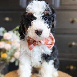 Dandelion - Tri-color male Bernedoodle puppy in Snohomish, Washington from Refined Doodles