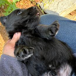 Barton - Black male Scottish Terrier puppy in Crossville, Tennessee from Cavern Kennels