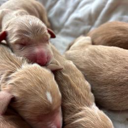 Girl 3 - Apricot female Goldendoodle puppy in Mattawan, Michigan from Doodifuldoods