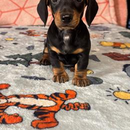 Oreo (Pink Collar) - Black and tan female Dachshund puppy in Turlock, California from Dandelion Dachshund