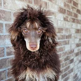 Jetta - Poodle
