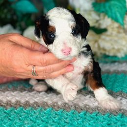 Winter - Merle female Bernedoodle puppy in West Jordan, Utah from Doodles Friend