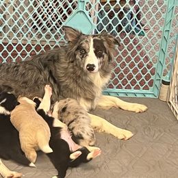Border Collie Puppies from Fire N Arrows Border Collies