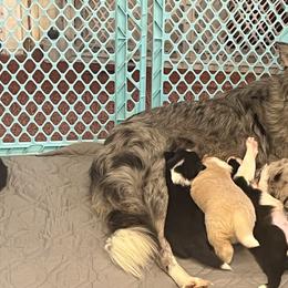 Border Collie Puppies from Fire N Arrows Border Collies