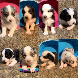 Australian Shepherd and Siberian Husky Puppies from Homegrown Huskies