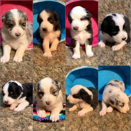 Australian Shepherd and Siberian Husky Puppies from Homegrown Huskies