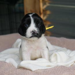 Yellow - Black and white female English Springer Spaniel puppy in Loris, South Carolina from Palmetto Springer Spaniels