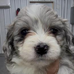 Jaxen - Blue merle male Aussiedoodle puppy in Arrington, Tennessee from Tumblin T Aussies and Aussiedoodles