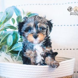 Bernedoodle and Goldendoodle Puppies from Hommel’s Mini Darling Doodles