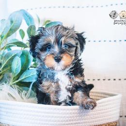 Bernedoodle and Goldendoodle Puppies from Hommel’s Mini Darling Doodles