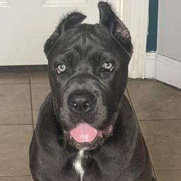 Cane Corso from A&M Kennels