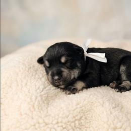 White collar - Black and silver male Miniature Schnauzer puppy in Houston, Texas from Haughton Farm