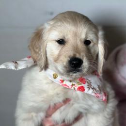 Meadow - Light golden female Golden Retriever puppy in Phillips, Wisconsin from Alfalfa Lane Adventures
