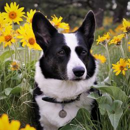 Kismet - Cardigan Welsh Corgi