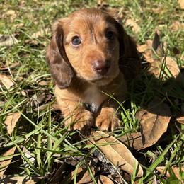 Dachshund Puppies from Twisted T Wienery