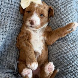 LR-Peach Girl - Red  female Goldendoodle puppy in Lewisville, Texas from Texas Goldendoodle Lovers