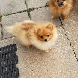 Scrappy - Pomeranian puppy in Texas from Legenz Pomeranians